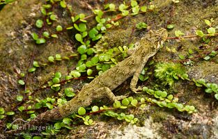 Forest gecko