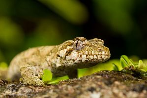 Forest gecko