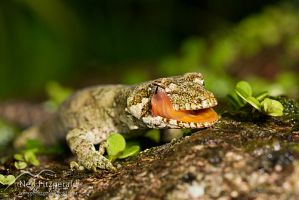 Forest gecko