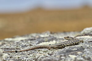 Grand skink