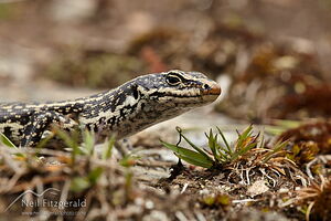 Grand skink