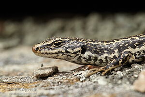 Grand skink