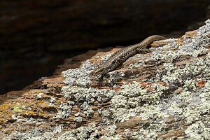 Grand skink