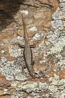 Grand skink