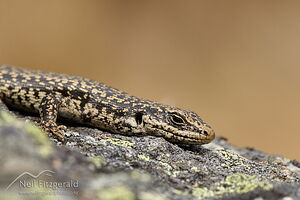 Grand skink