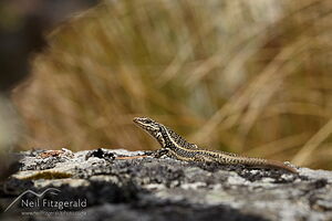 Grand skink