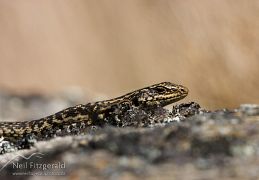 Grand skink