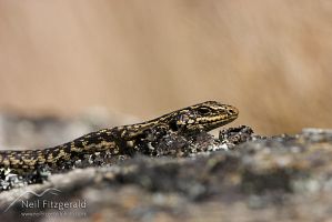 Grand skink