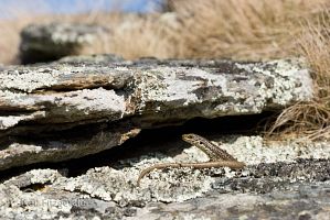 Grand skink