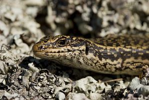 Grand skink