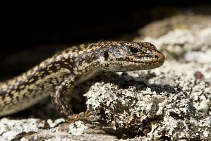 Grand skink