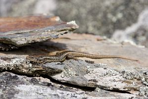 Grand skink