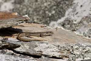 Grand skink