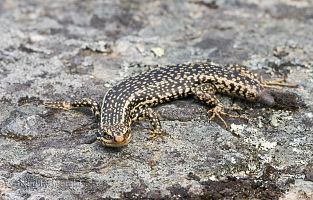 Grand skink