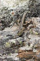 Grand skink