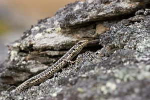 Grand skink