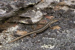 Grand skink