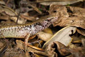 Hauraki skink