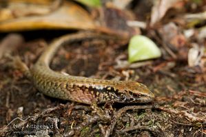 Hauraki skink