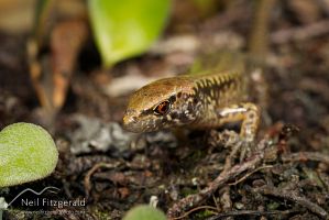 Hauraki skink