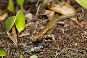 Hauraki skink