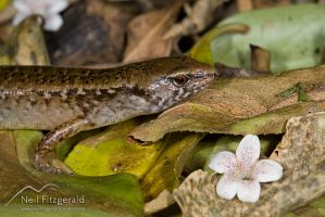 Marbled skink