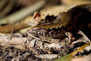 Marbled skink