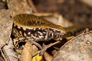 Marbled skink