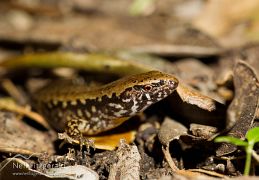 Marbled skink