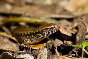 Marbled skink