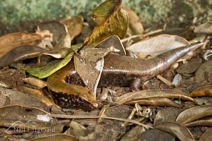 Marbled skink