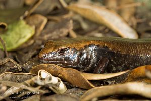 Marbled skink portrait