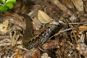 Marbled skink