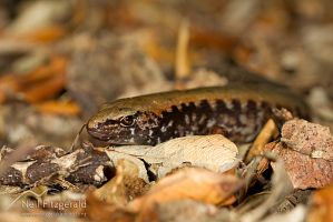 Marbled skink