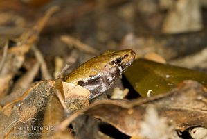 Marbled skink in leaves