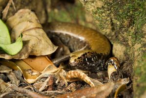 Marbled skink