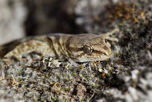 Marlborough mini gecko