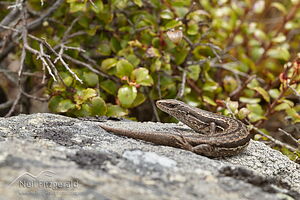 McCann's skink