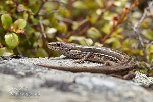 McCann's skink