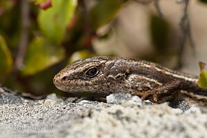McCann's skink