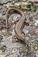 McCann's skink