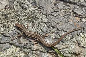 McCann's skink