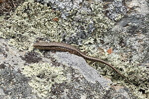 McCann's skink
