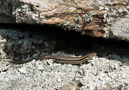 McCann's skink