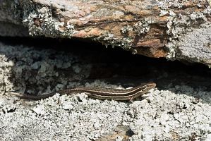 McCann's skink