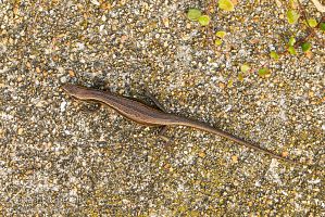 Moko skink