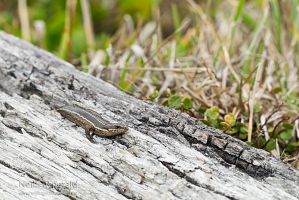 Moko skink