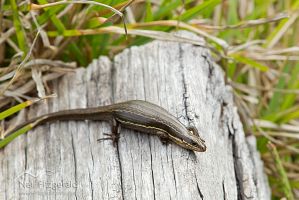 Moko skink