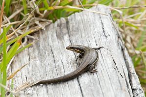 Moko skink