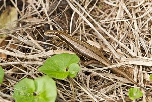 Moko skink